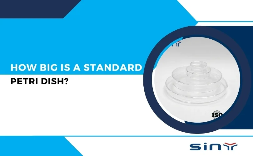 How Big is a Standard Petri Dish?