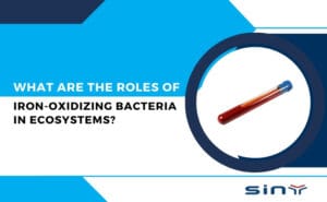 What are the Roles of Iron Oxidizing Bacteria in Ecosystems