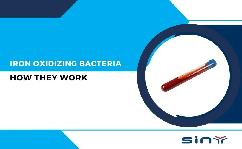 Iron Oxidizing Bacteria: How They Work