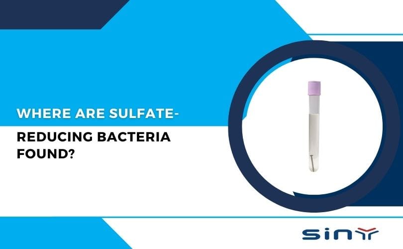 Where Are Sulfate Reducing Bacteria Found?